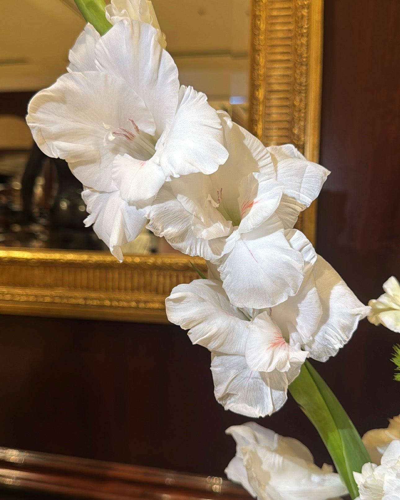 ZONOHOME WHITE